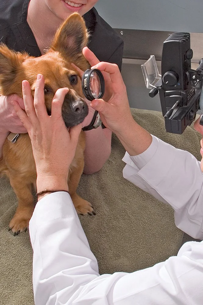 Eye Care for Animals - Pasadena