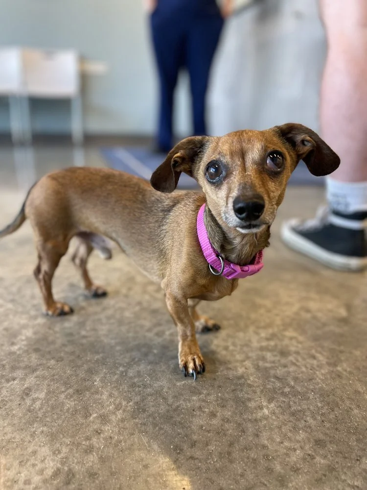 easyvet Vestavia Hills