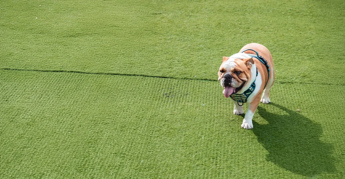 Kennedy's Animal Clinic