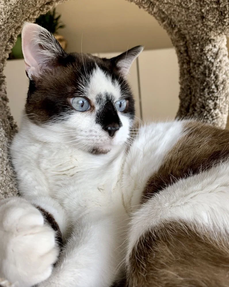 Harrisonburg Animal Hospital