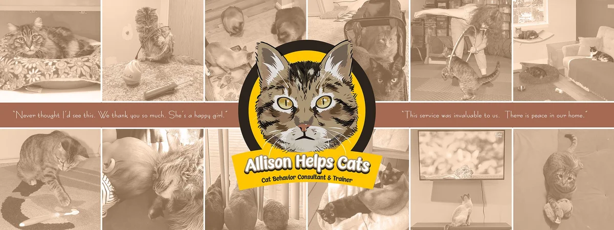 Allison Helps Cats