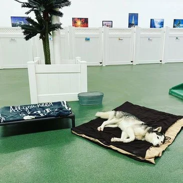 Flying High Pet Resort