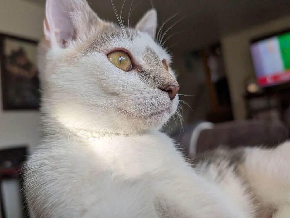 Animal Medical Care Center and Cat Hospital