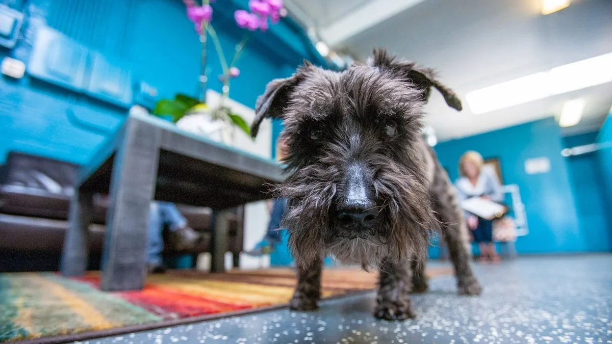 Barley's Canine Recreation Center