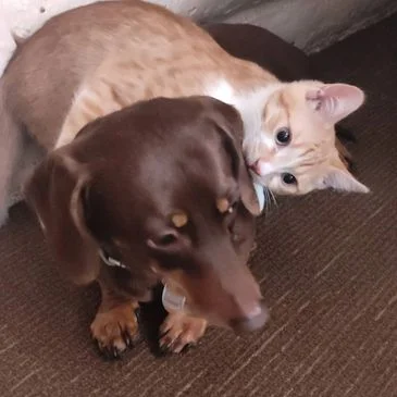 Kristy's TLC Animal Care