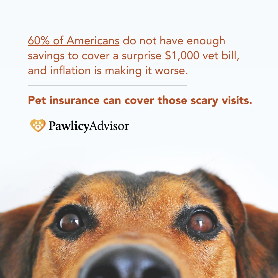 Four Seasons Animal Hospital