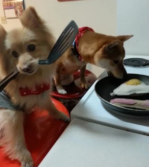 Cookeville K9 -n- Friends