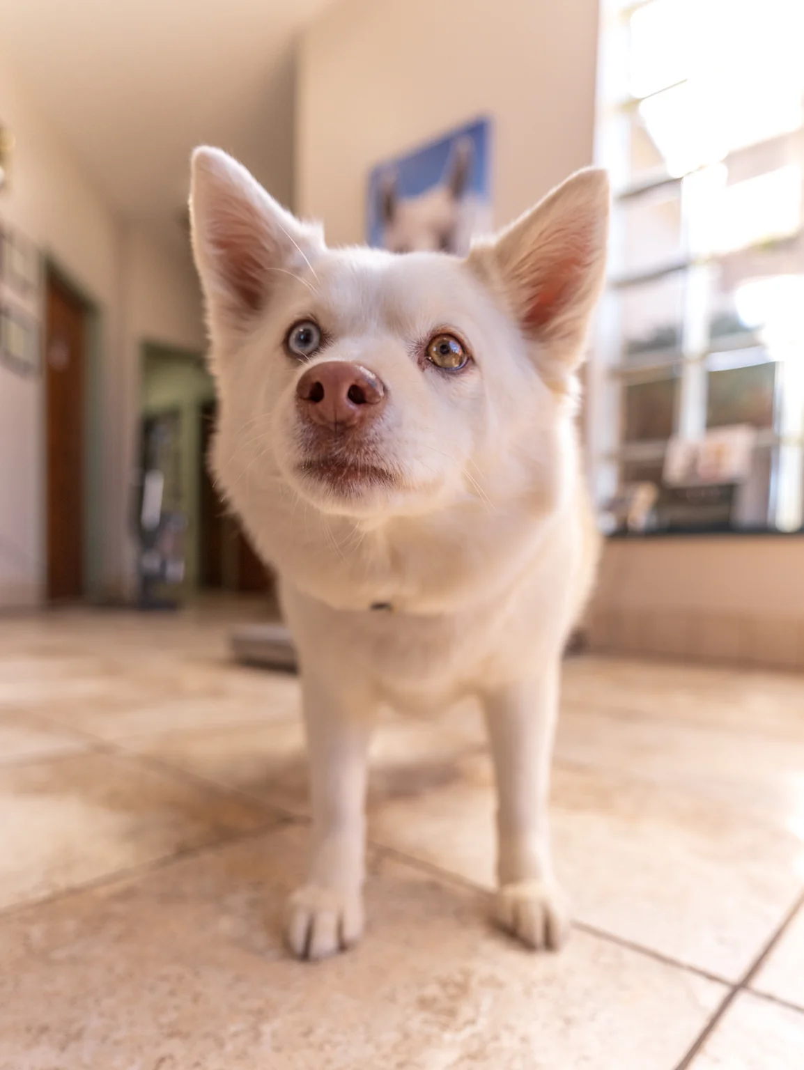 Lakeland Animal Clinic