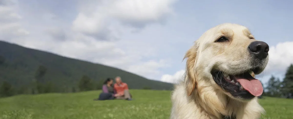 Chelsea Animal Hospital