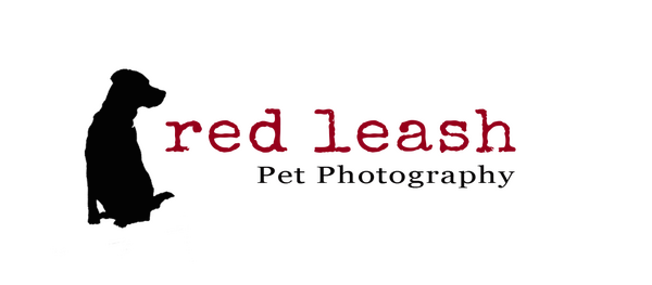 Red Leash Pet Photography