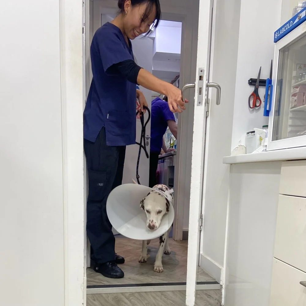 Village Vet Highgate