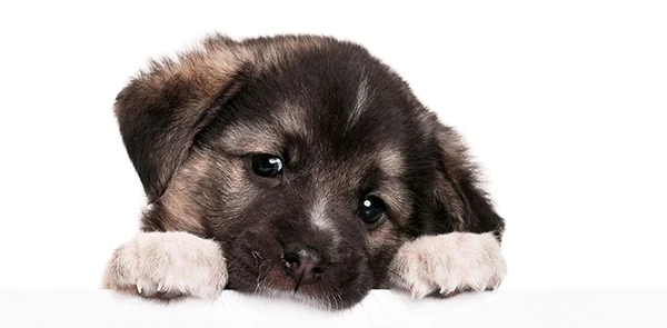 Somerville Veterinary Center