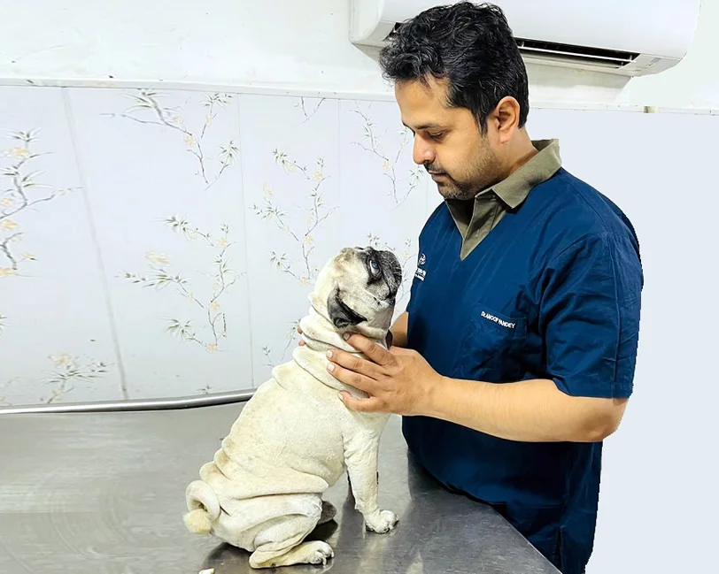 Vets N Pets Veterinary Clinic