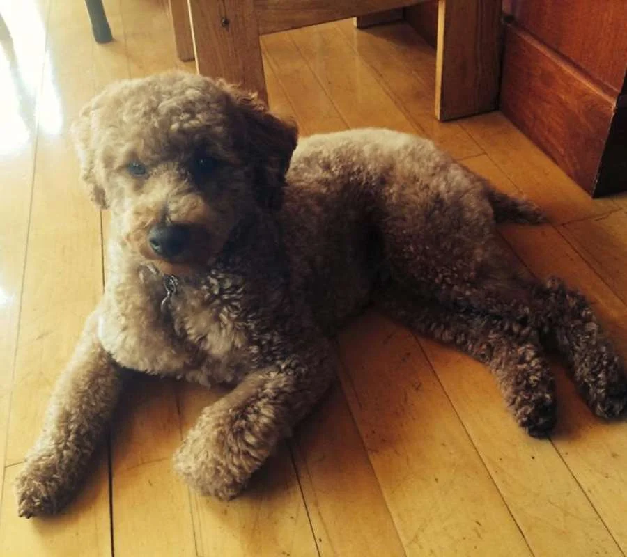 Doggone Styles by Pilar