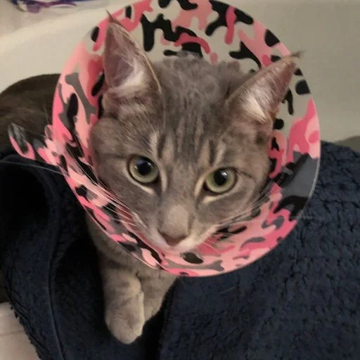 Beach Boulevard Pet Hospital