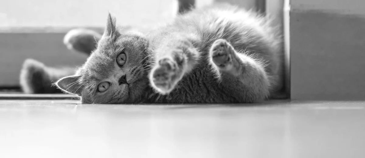 Anaheim Animal Care & Pet Hospital