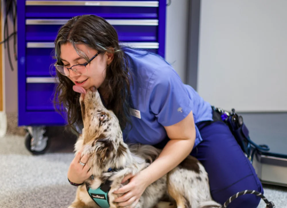 Longmont Small Animal Hospital