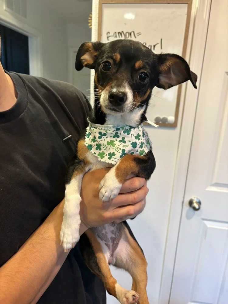 Paws Appeal Grooming