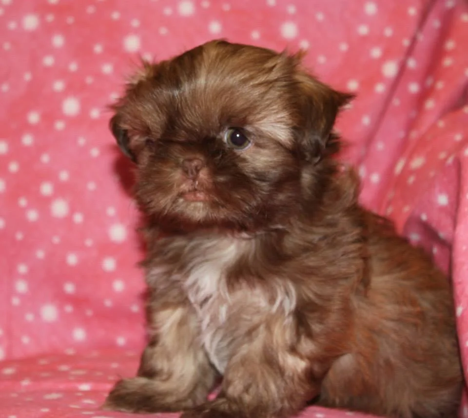 Divine Design Shih Tzu