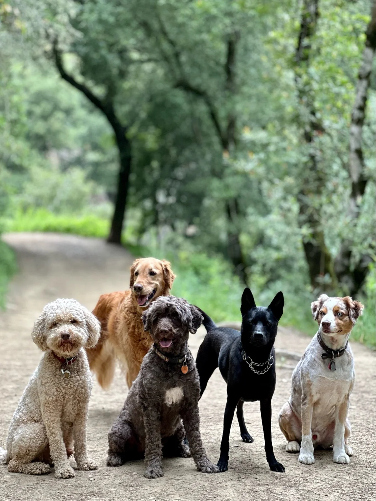 Dirty Dog Hikes & Outings