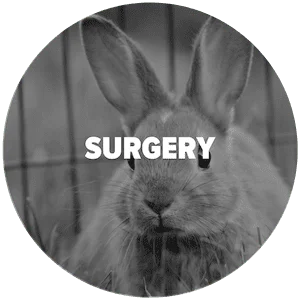 Burnsville Animal Clinic