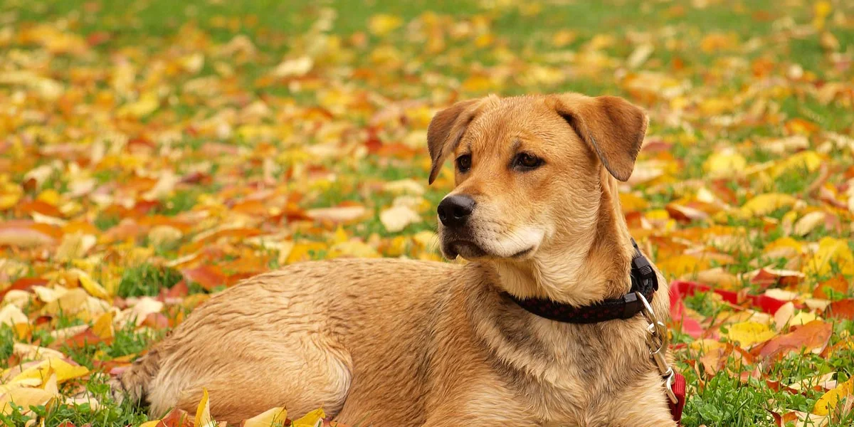 Idaho Veterinary Hospital