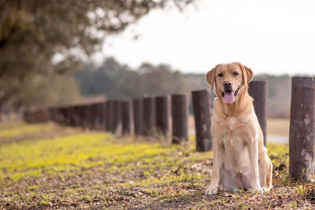 Animal Hospital of the Woodlands