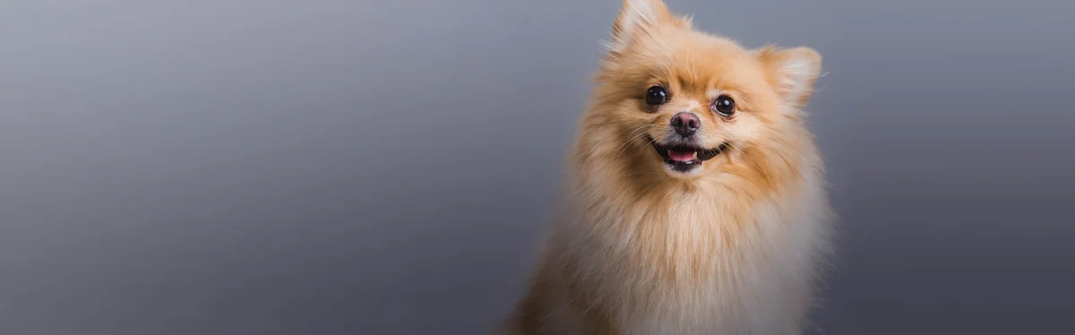 Wood Ranch Animal Hospital