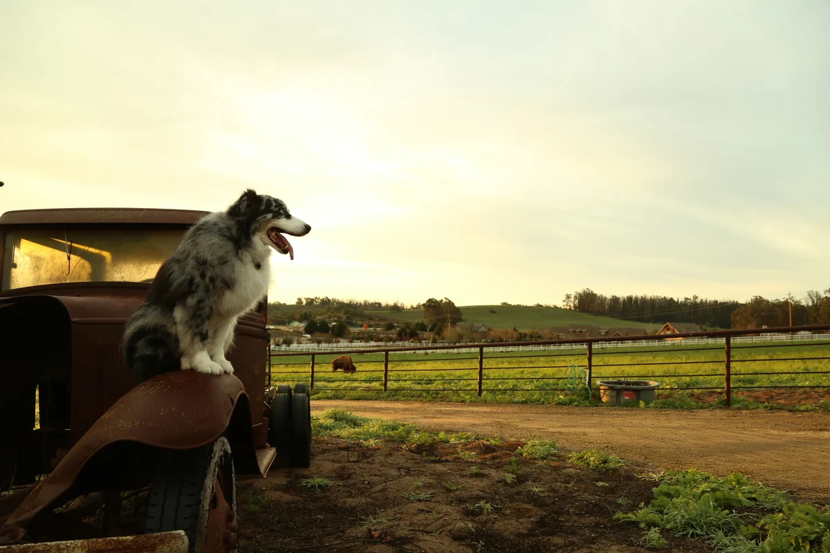 Lemos Feed & Pet Supply