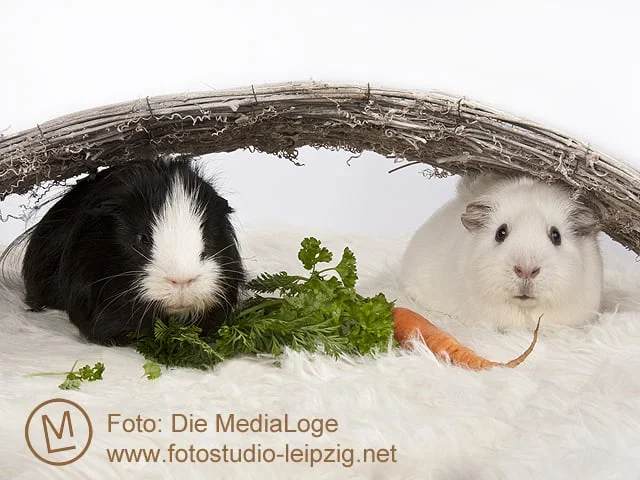 Tierarztpraxis Dr. Rottmayer