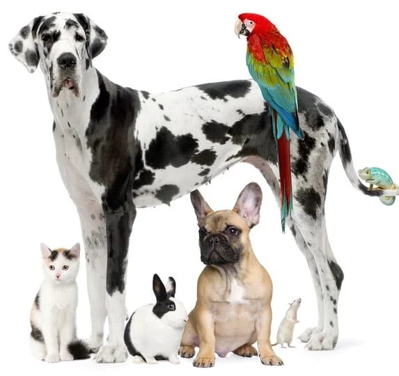 Frédéric Ab-Der-Halden