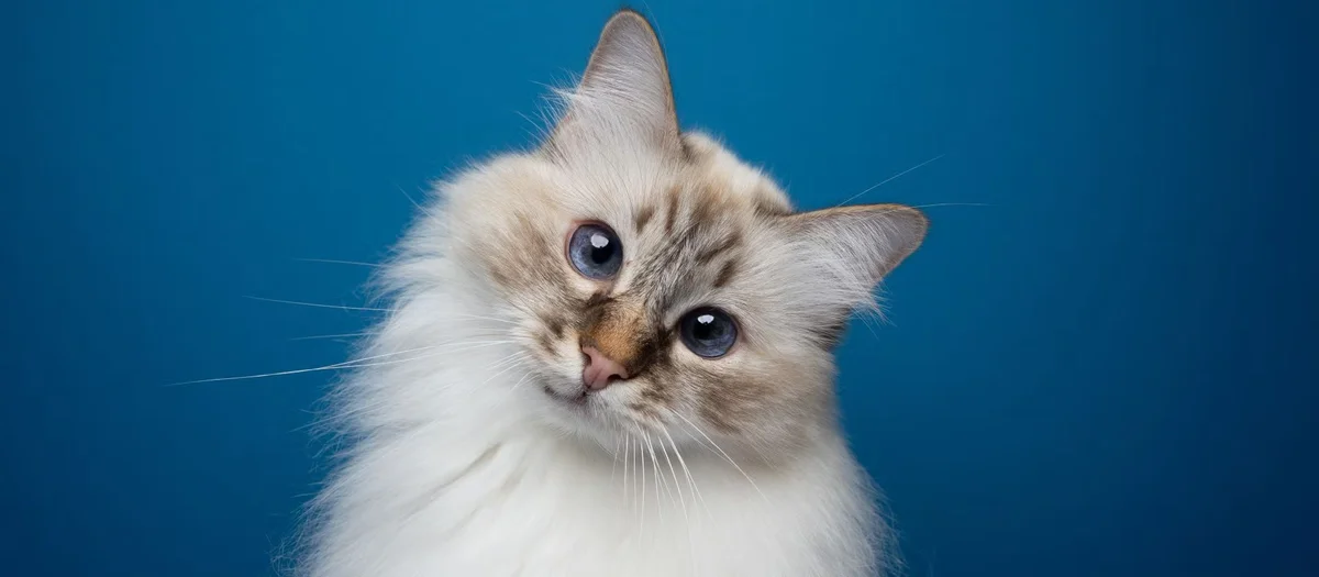 Lake Conroe Veterinarians