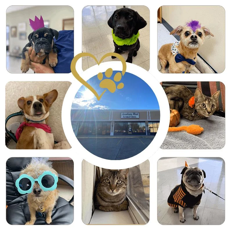 Acadiana West Animal Clinic