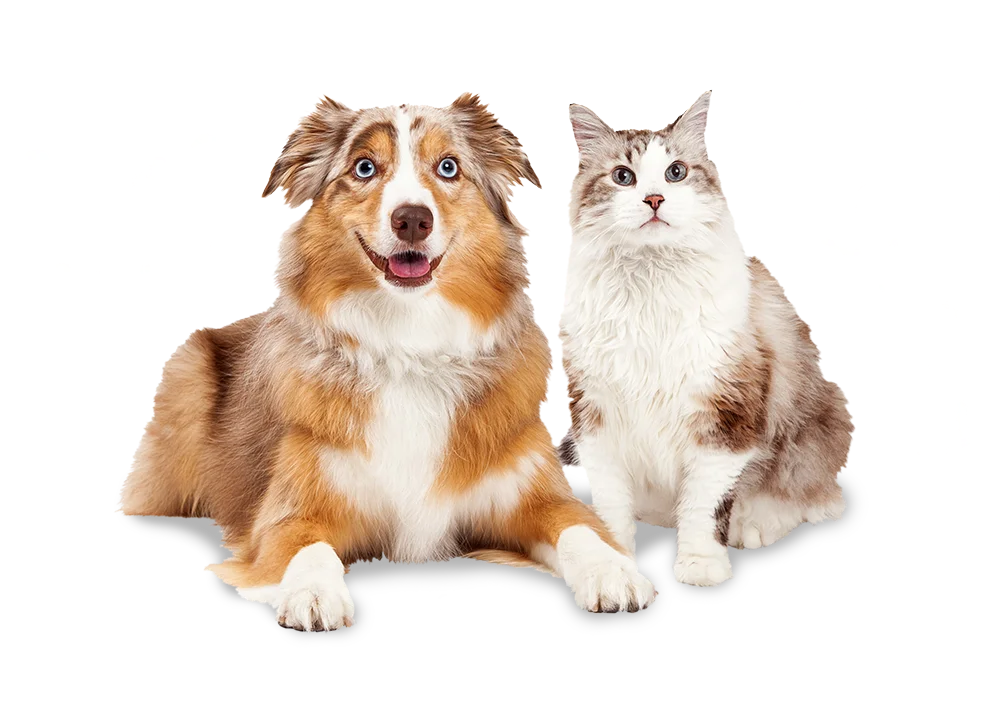 Dutchtown Animal Hospital