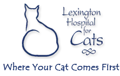 Lexington Hospital For Cats