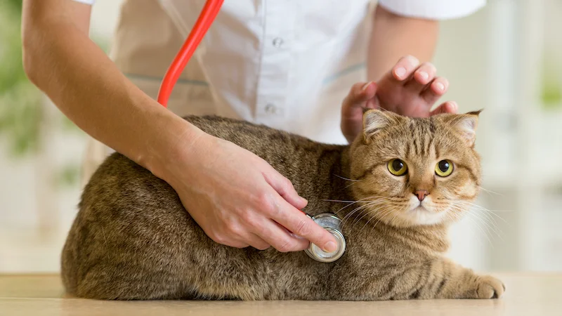 Sunshine Animal Hospital