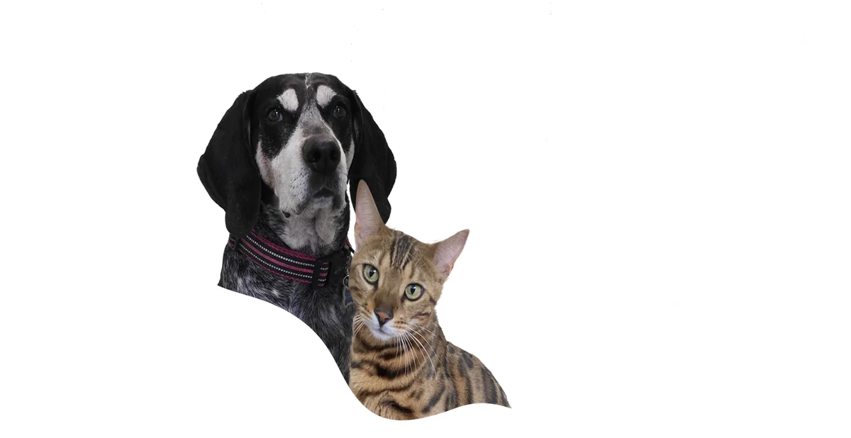 Coastal Paws Veterinary Hospital