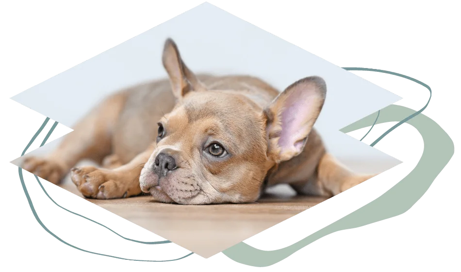 Cedar Veterinary Hospital