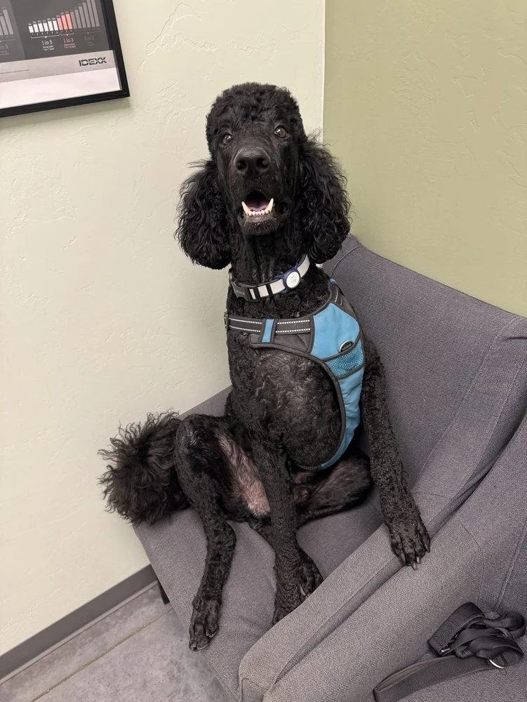 Tangerine Pet Clinic