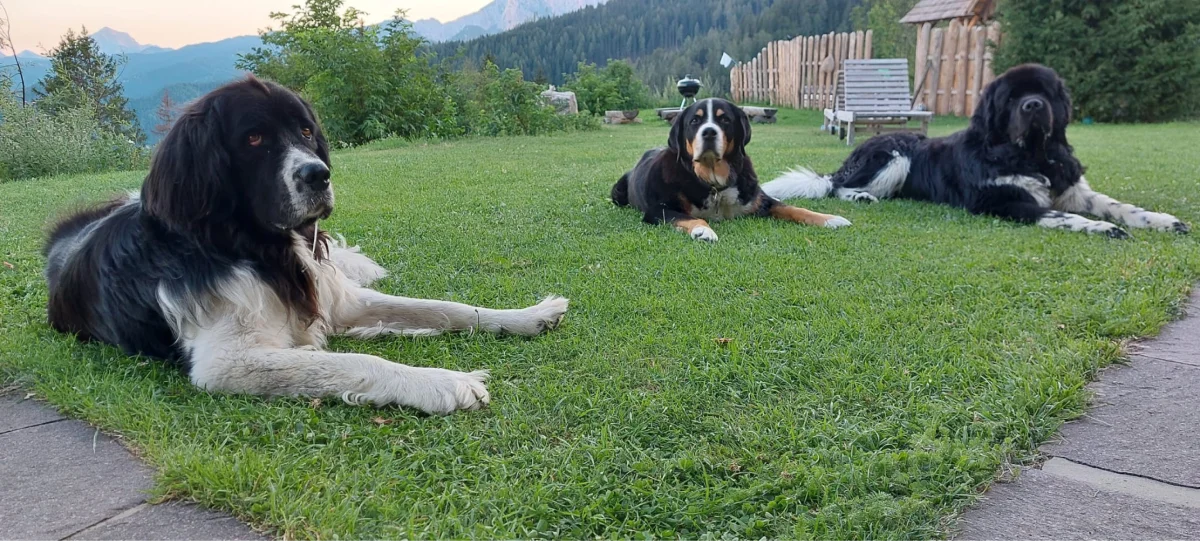 Kleintierpraxis Dr.med.vet. Ottemarie Müller