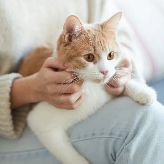 Northpointe Animal Hospital