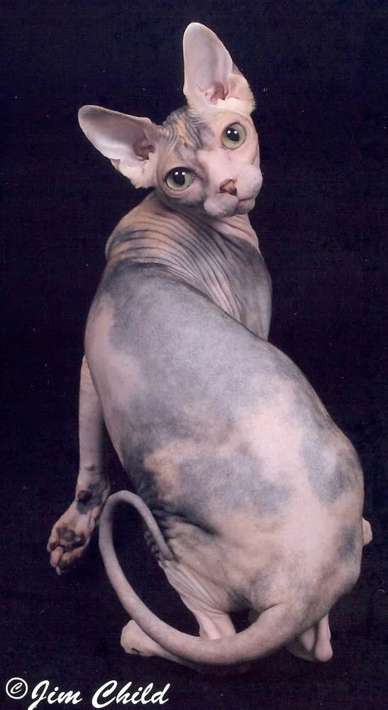 Sphynx Canada Cattery