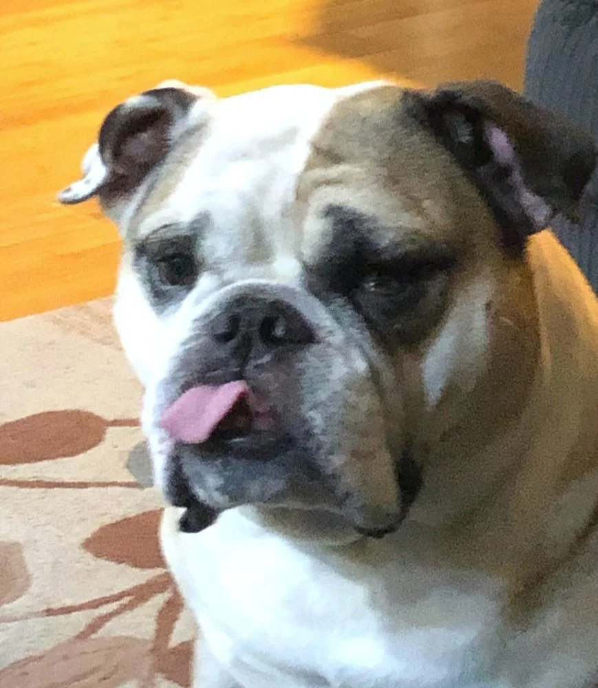 Pet Health Center of La Jolla