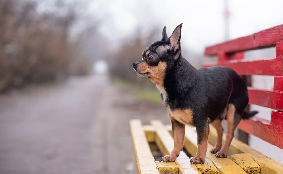 Southpaw Animal Care