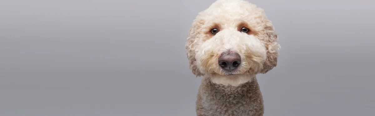 Ontario Ranch Pet Clinic