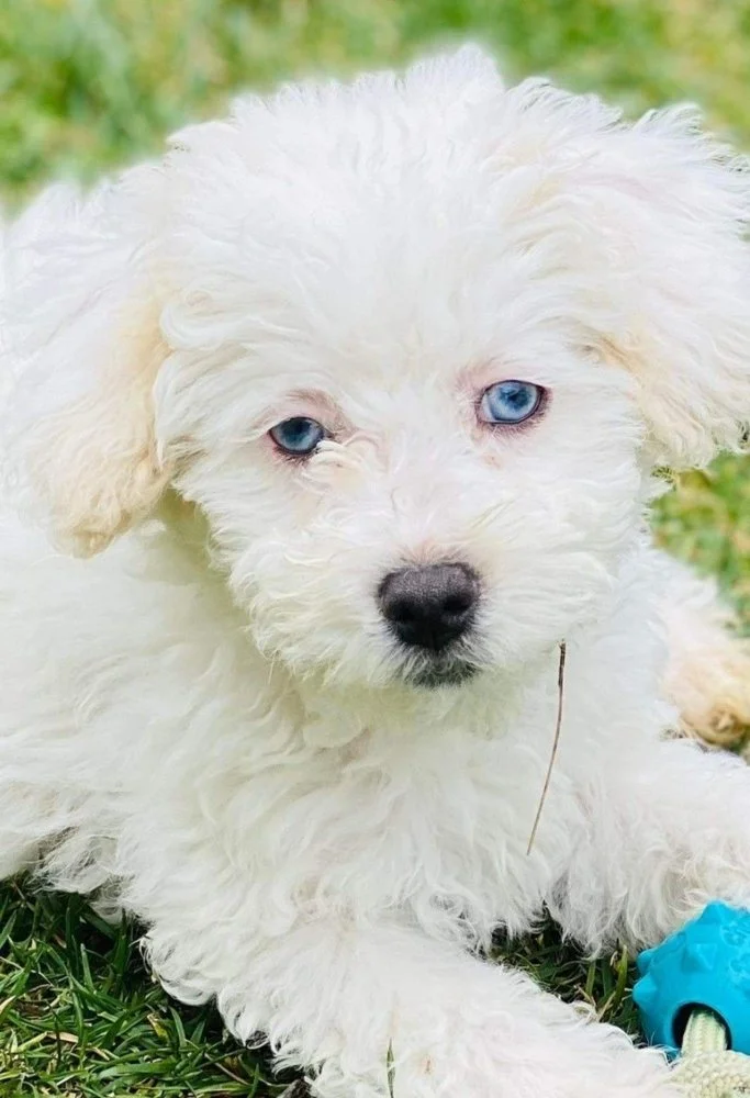 Concord Veterinary Clinic