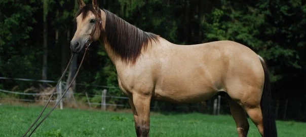 Albuquerque Equine Clinic
