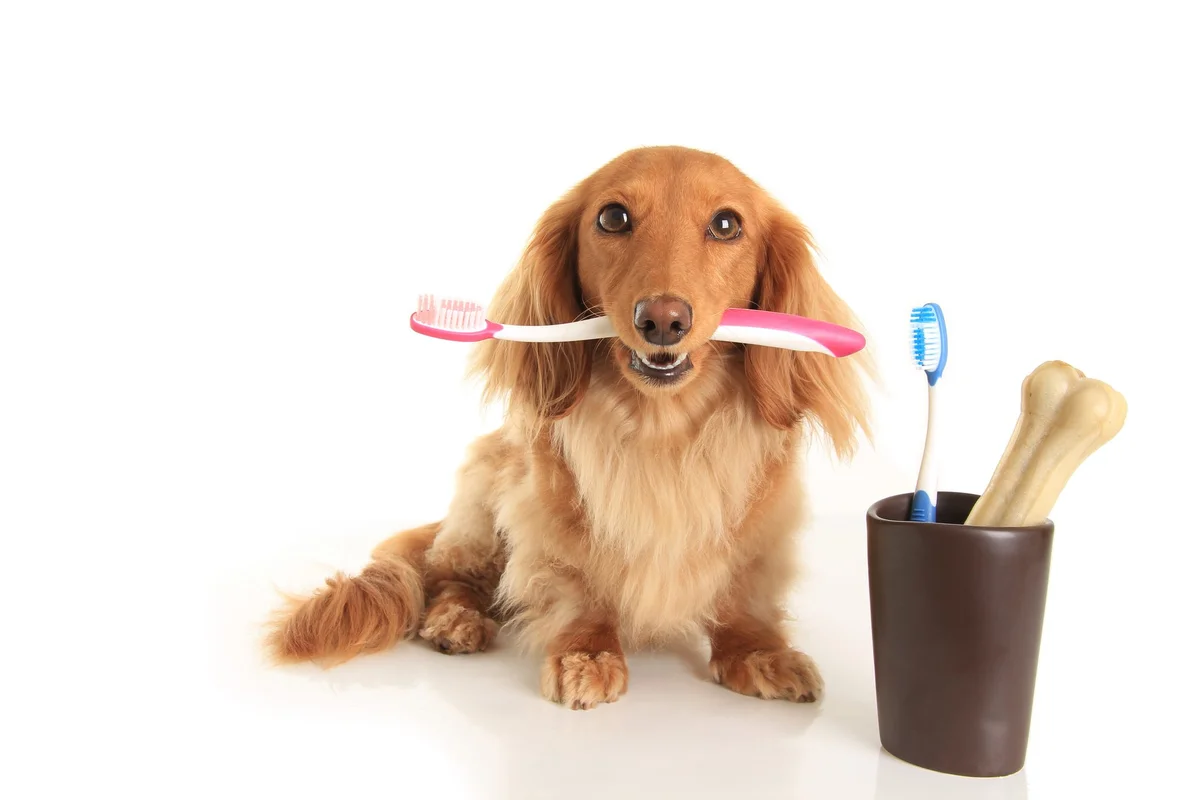 Atlanta Veterinary Dental Services