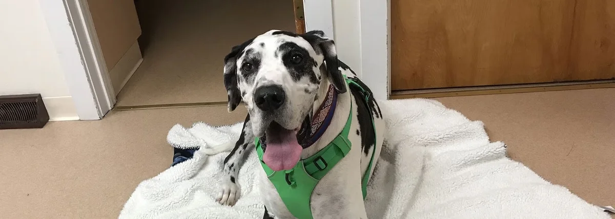 Briar Patch Veterinary Hospital