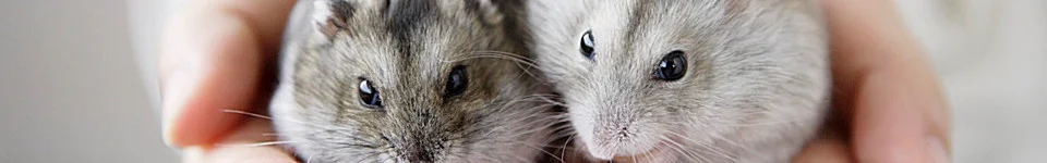 Petra Becker-Schmalfuß